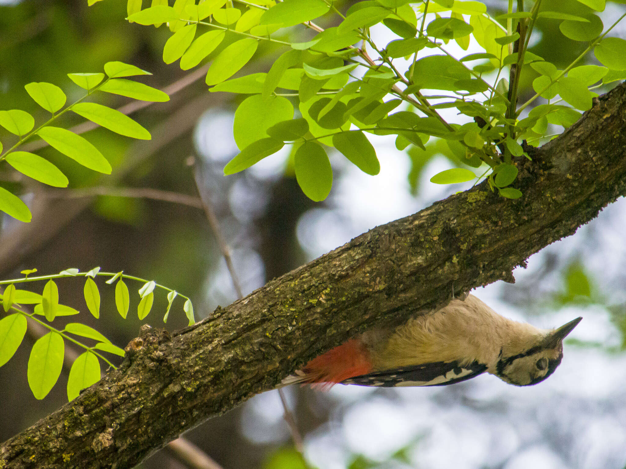 Image of Himalayan Woodpecker