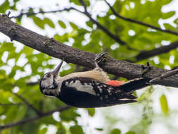 Image of Himalayan Woodpecker