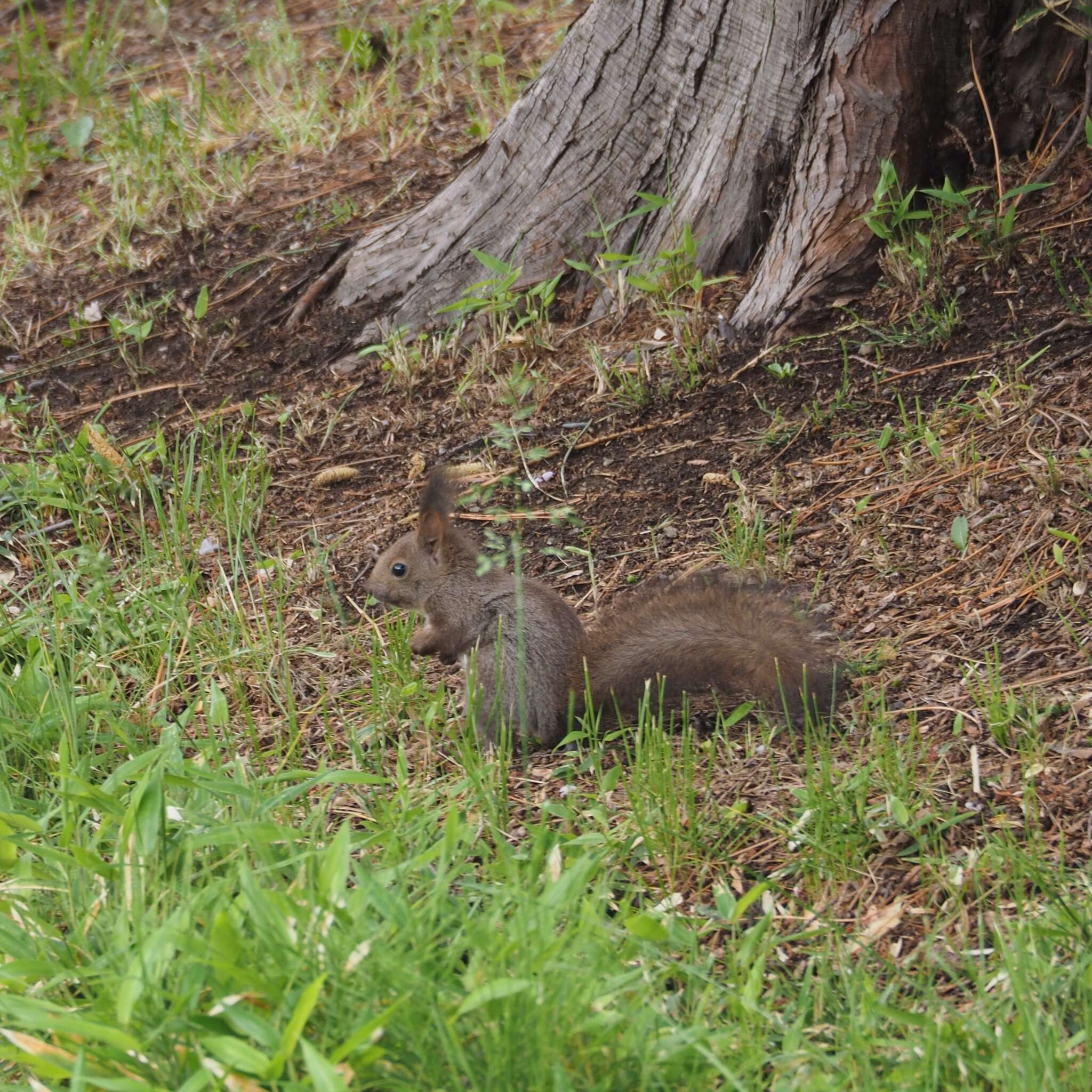 Слика од Sciurus vulgaris orientis Thomas 1906