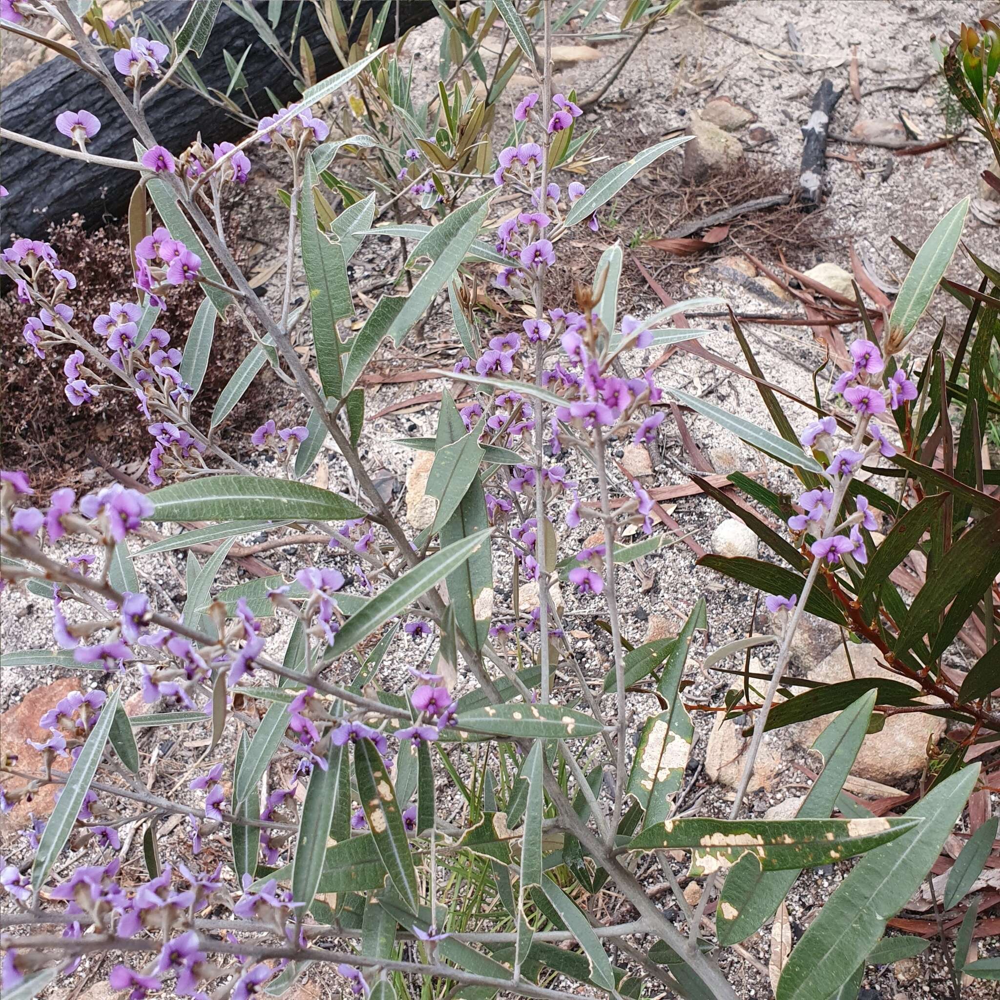 Image of Hovea apiculata G. Don