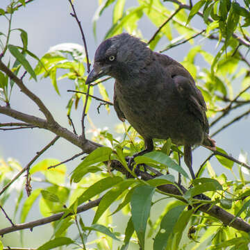 Image of Eurasian Jackdaw