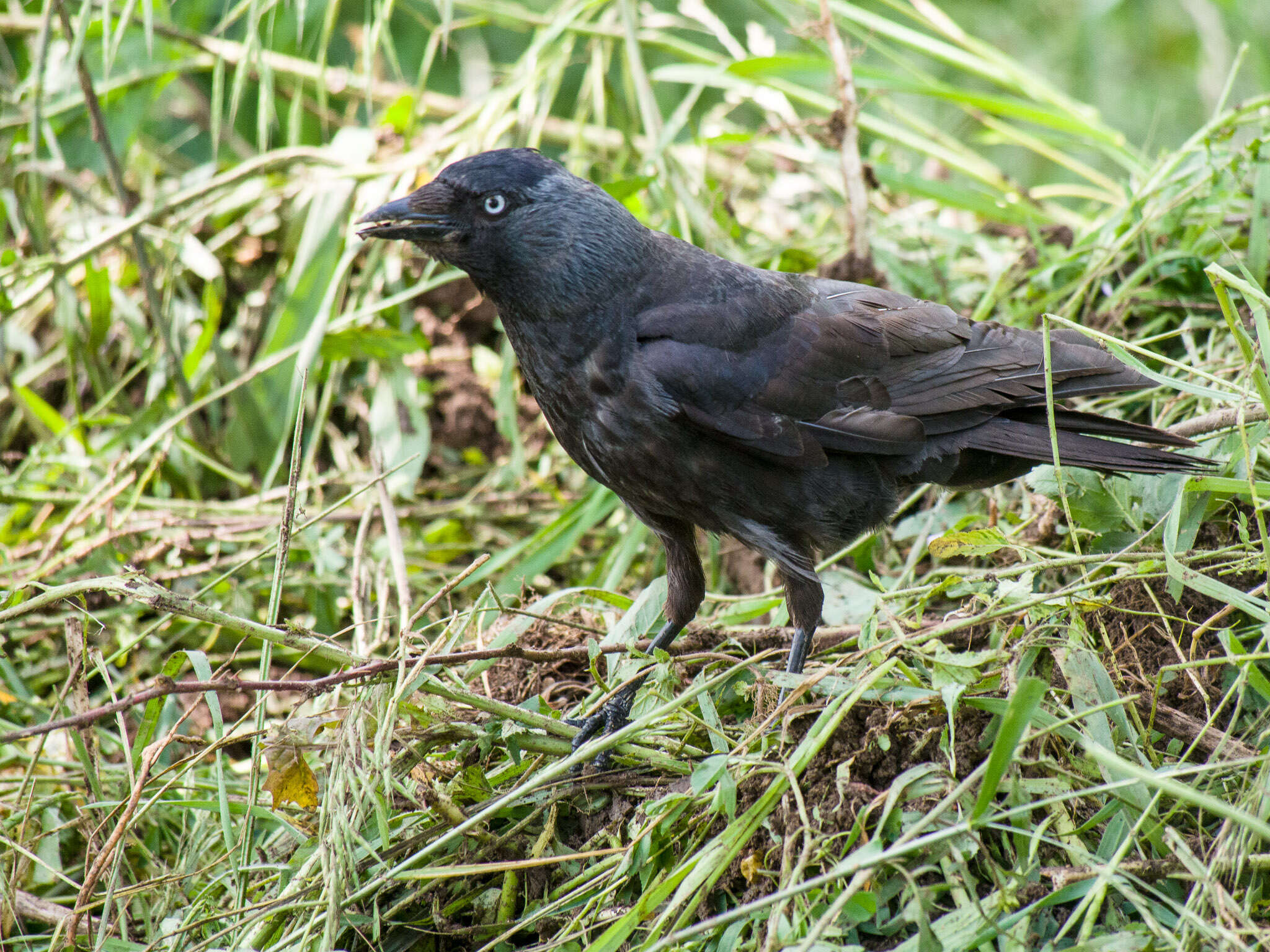 Image of Eurasian Jackdaw