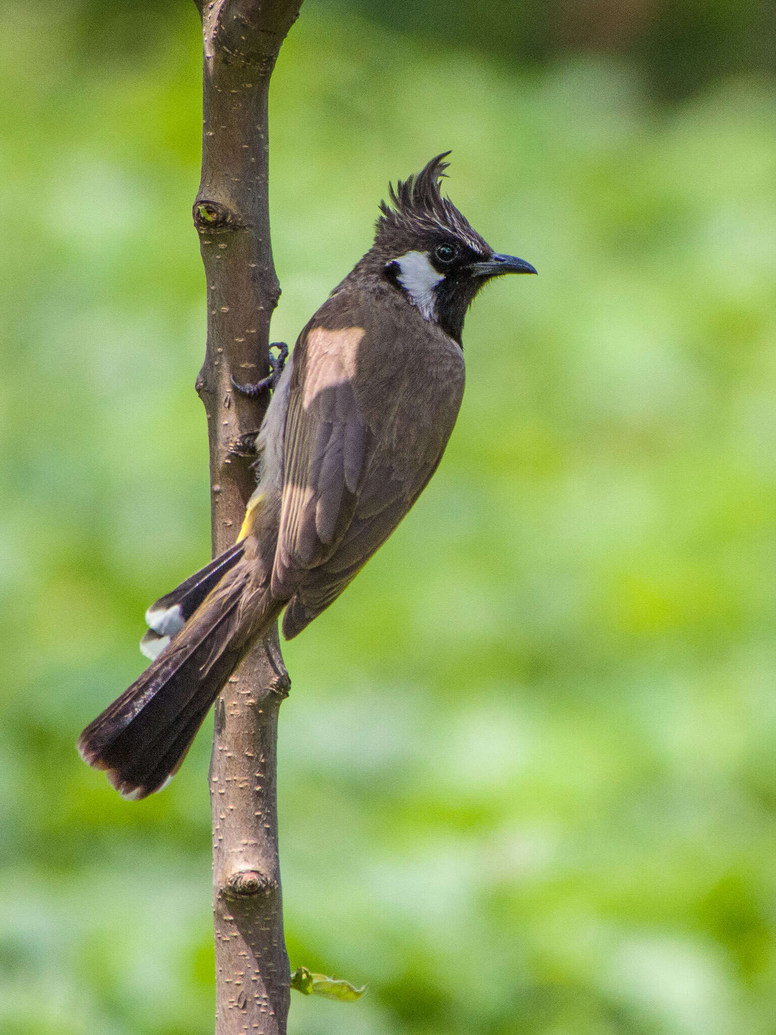 Image of Himalayan Bulbul