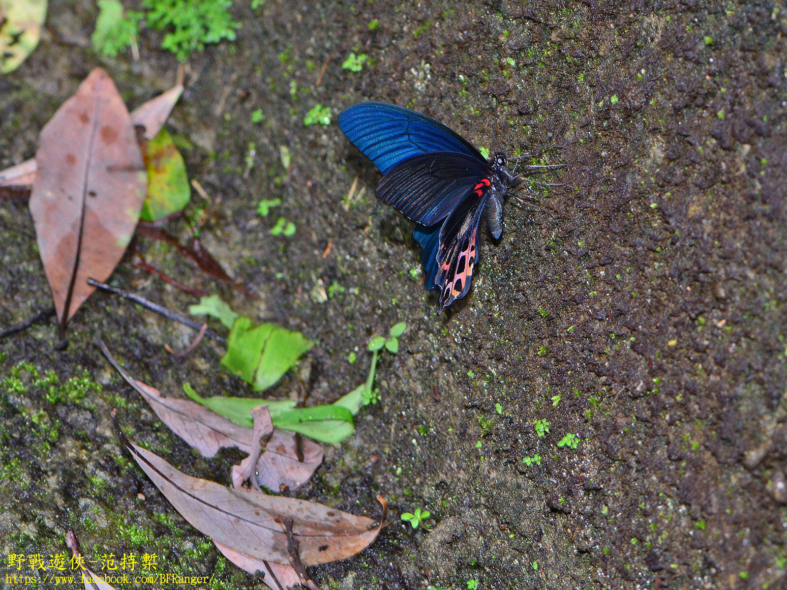 Image de Papilio thaiwanus Rothschild 1898