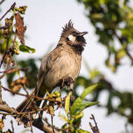 Image of Himalayan Bulbul