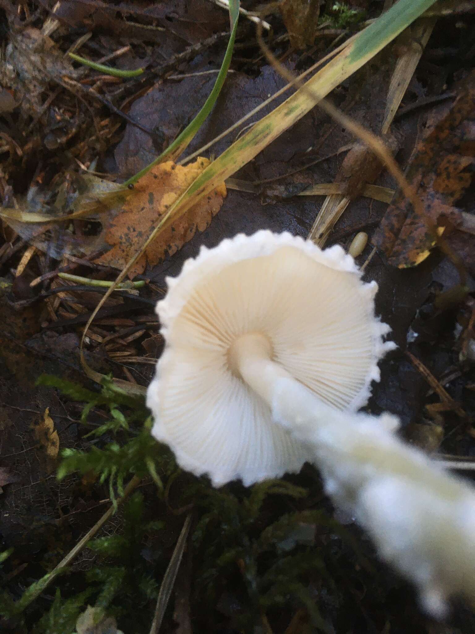 Image of Lepiota clypeolaria (Bull.) P. Kumm. 1871