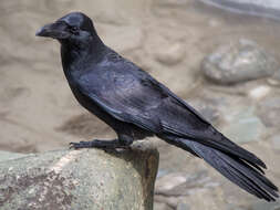 Image of Large-billed Crow