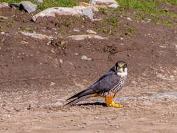 Image of Eurasian Hobby