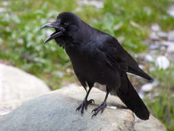 Imagem de Corvus culminatus Sykes 1832