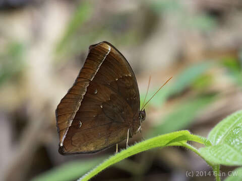 Image of Dark Jungle Glory