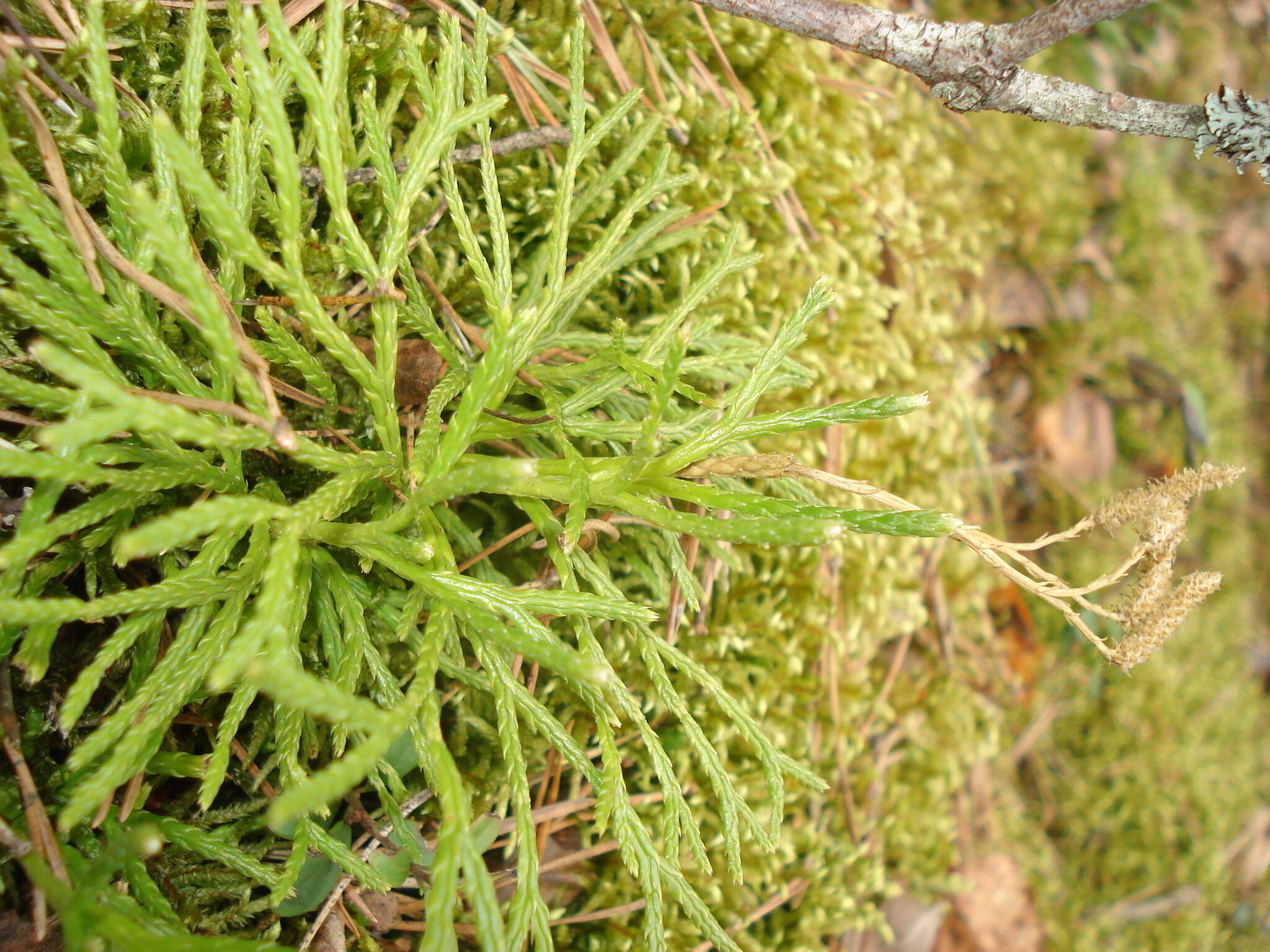 Imagem de Diphasiastrum zeilleri (Rouy) J. Holub