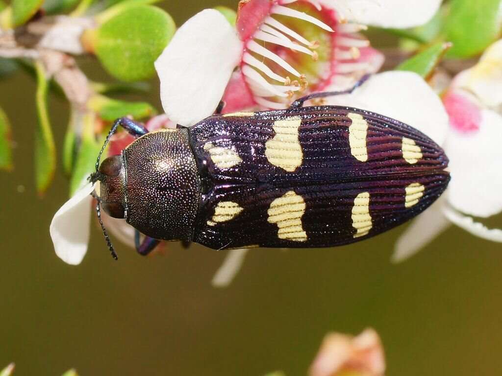 Image of Castiarina tasmaniensis (Barker 1986)