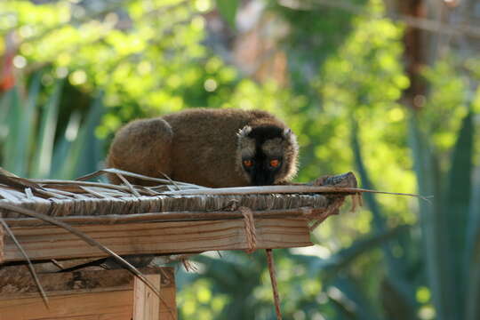 Слика од Eulemur fulvus (É. Geoffroy Saint-Hilaire 1796)