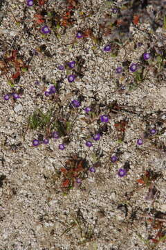 Image de Phacelia curvipes Torr. ex S. Wats.