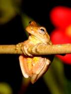 Image of Boettger's Colombian Treefrog