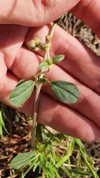 Image of Helianthemum cinereum subsp. rotundifolium (Dunal) Greuter & Burdet