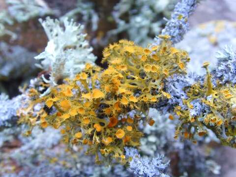 Image of teloschistes lichen