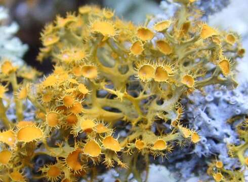 Image of teloschistes lichen