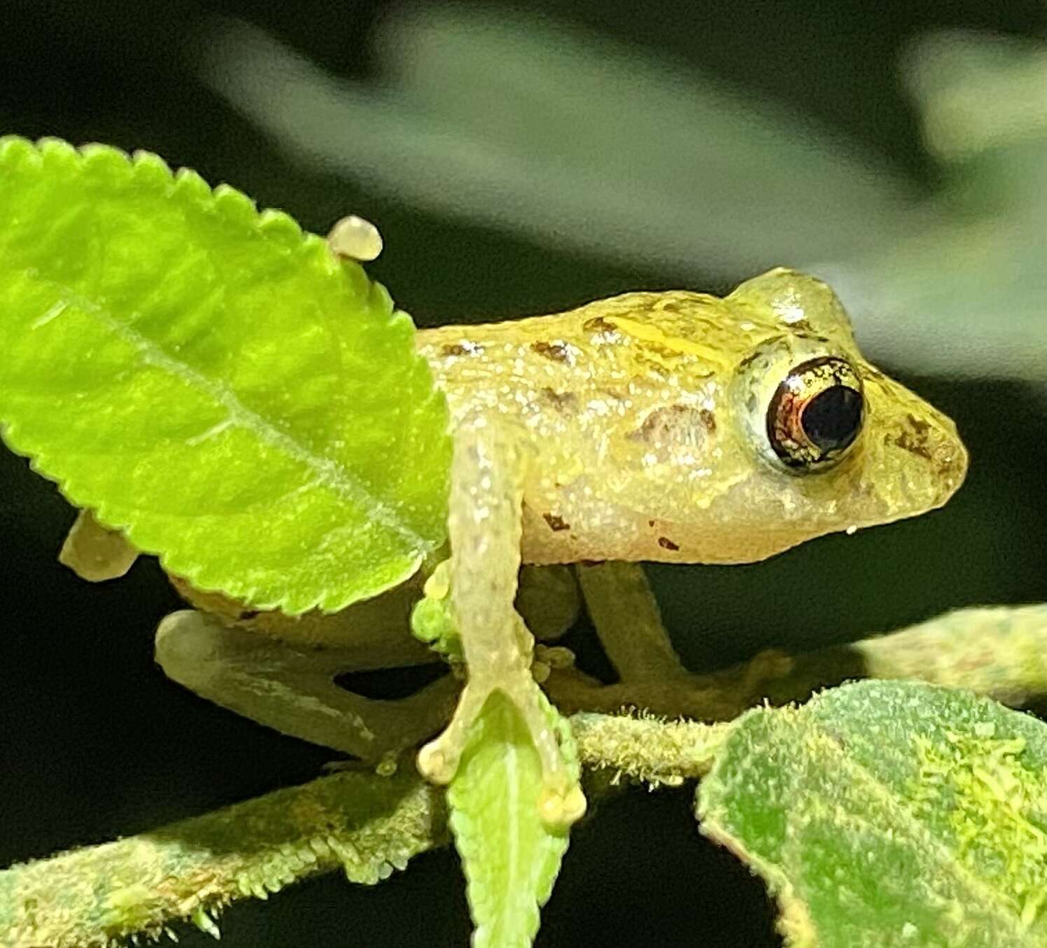 Image de Pristimantis latidiscus (Boulenger 1898)