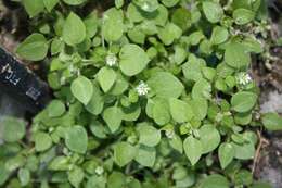 Image of common chickweed