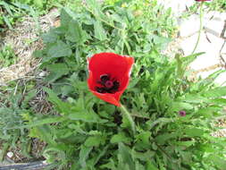 Image of corn poppy