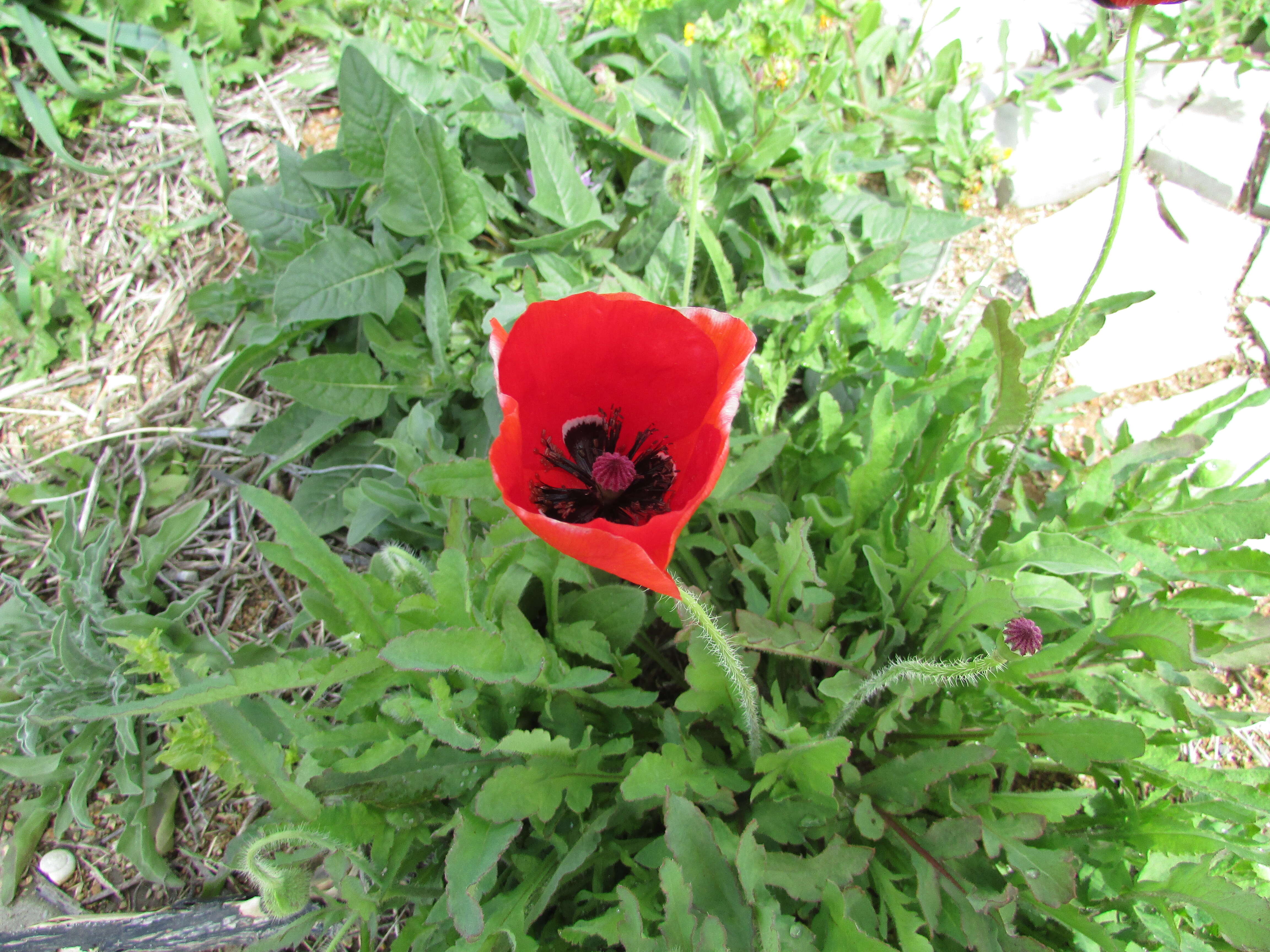 Image of corn poppy