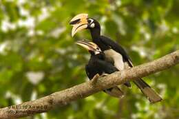 Image of Oriental Pied Hornbill