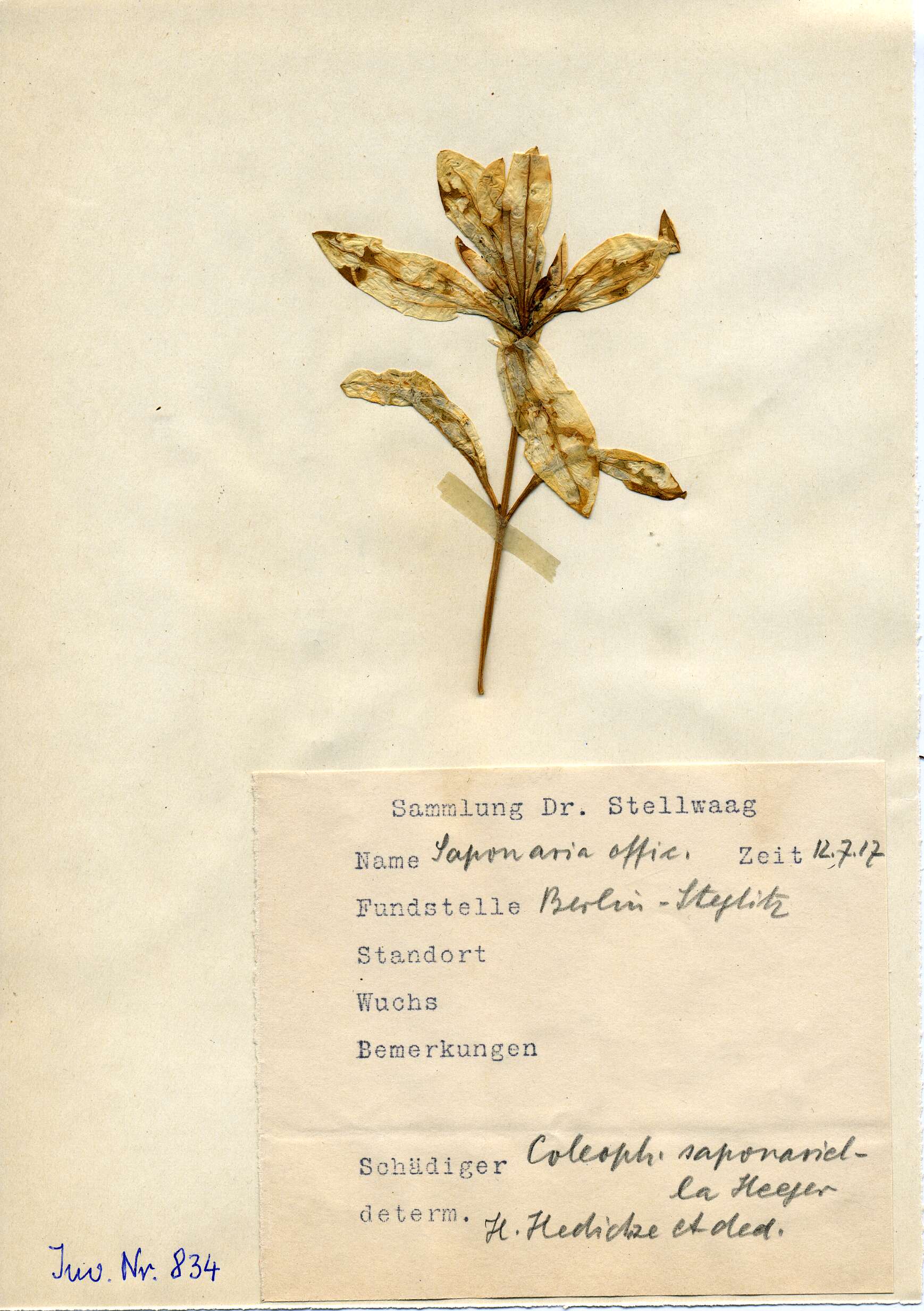 Imagem de Coleophora saponariella Heeger 1888