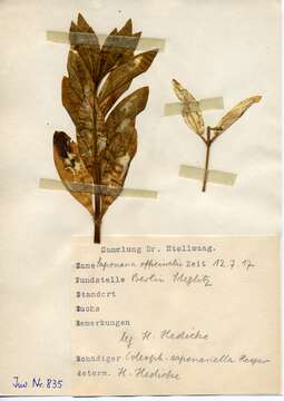 Image of Coleophora saponariella Heeger 1888