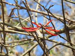 Слика од Erythrina goldmanii Standl.