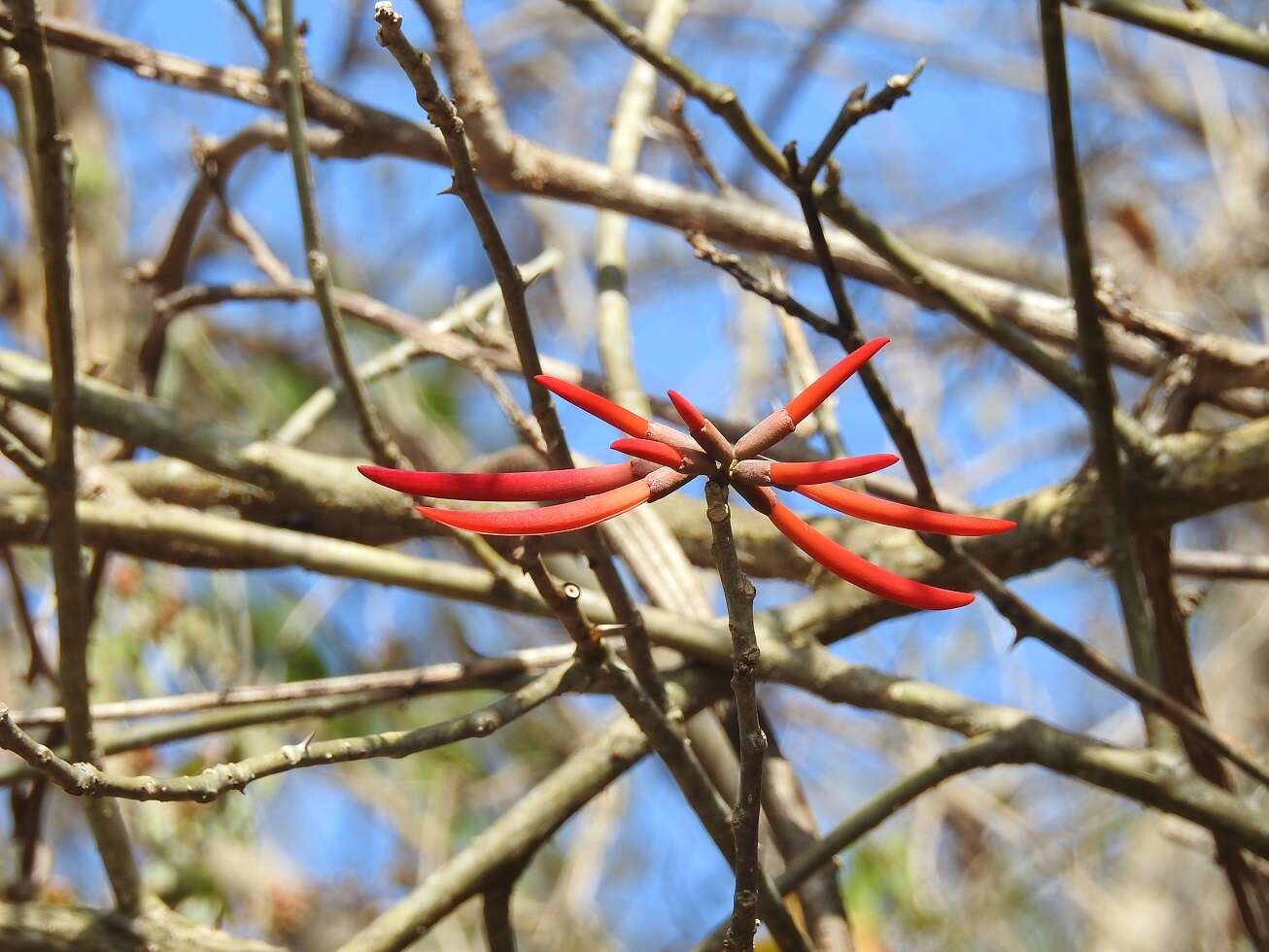 Image of Erythrina goldmanii Standl.