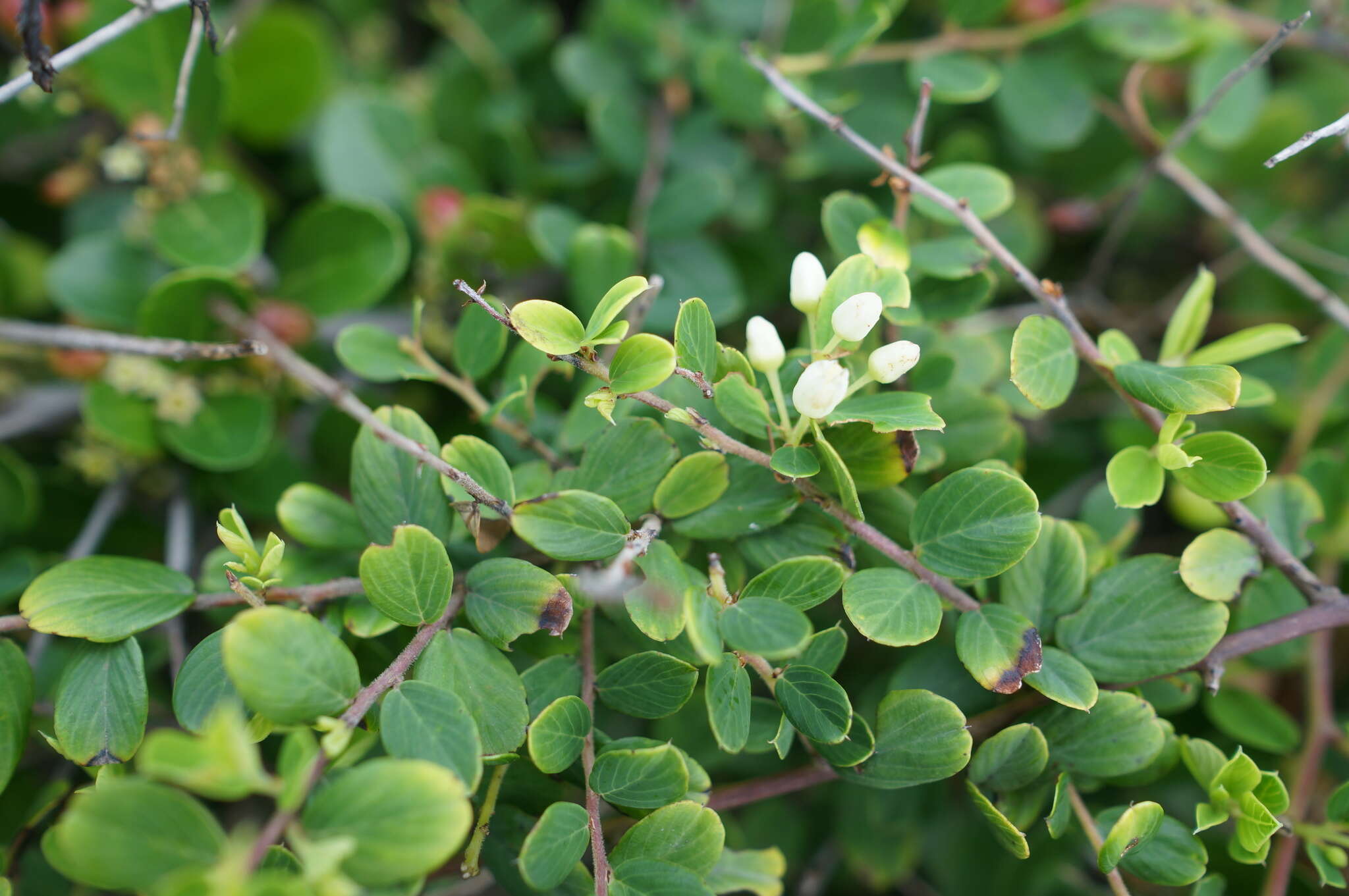 Image of Berchemia lineata (L.) DC.