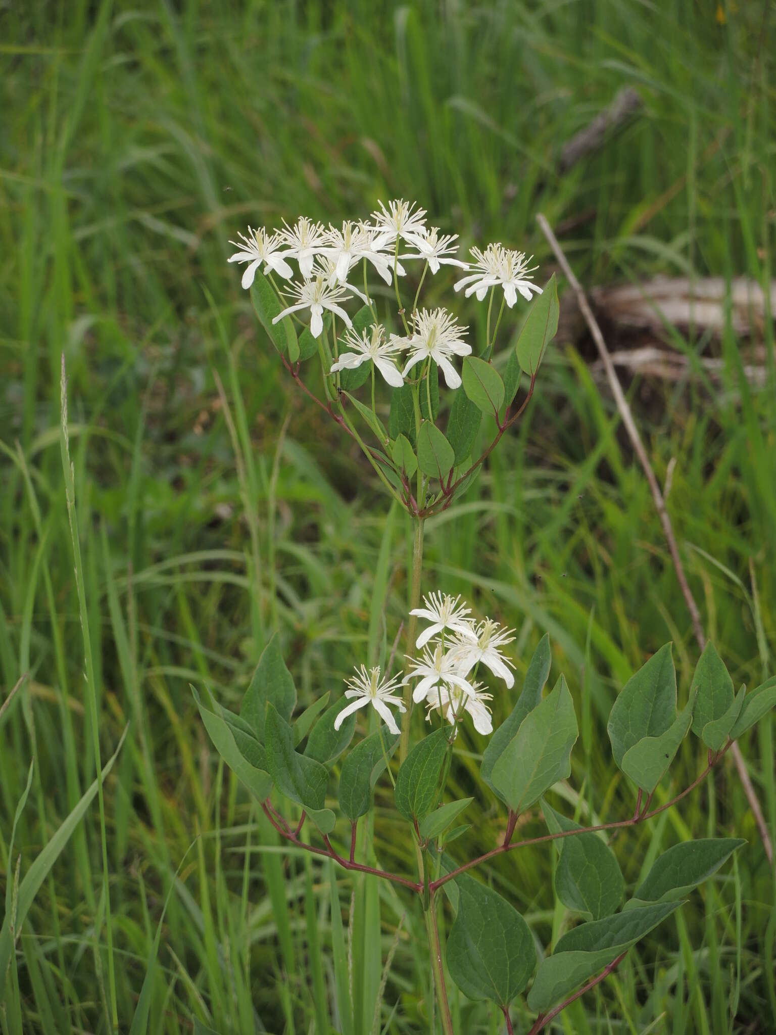 Clematis recta L. resmi