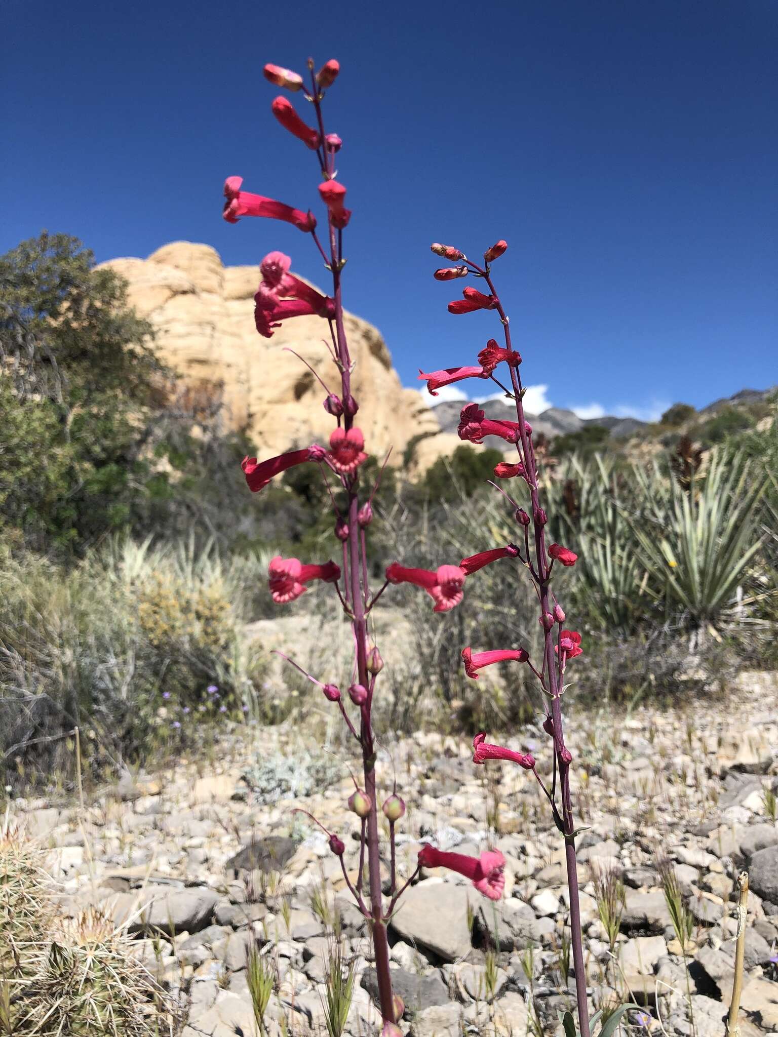 Image of Utah penstemon