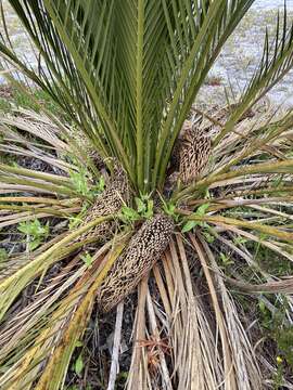 Image of Macrozamia fraseri Miq.