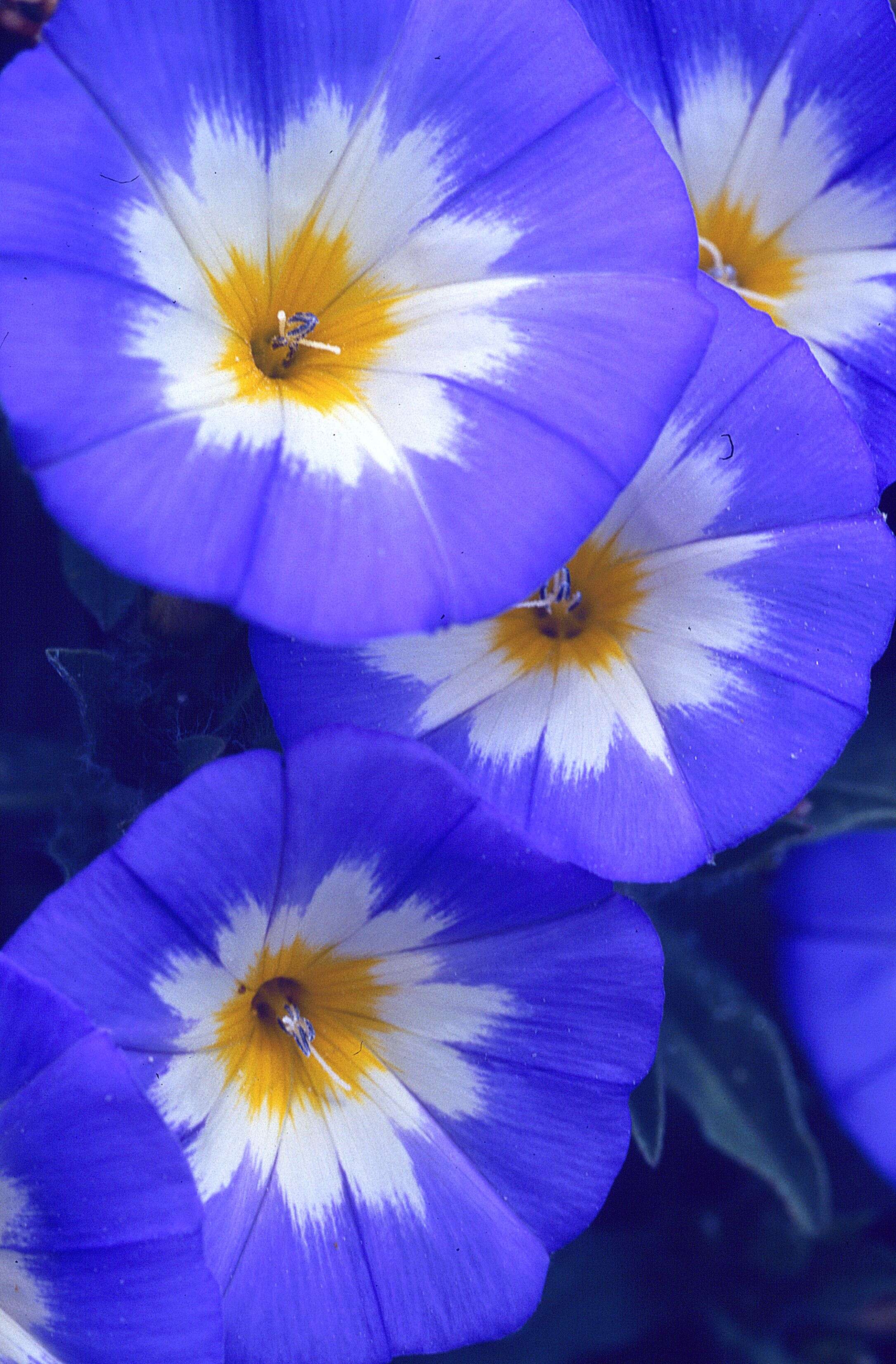 Image of Dwarf Morning Glory