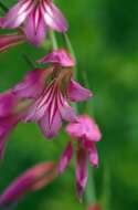 Image of Gladiolus illyricus W. D. J. Koch