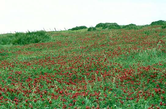 Plancia ëd Hedysarum coronarium L.