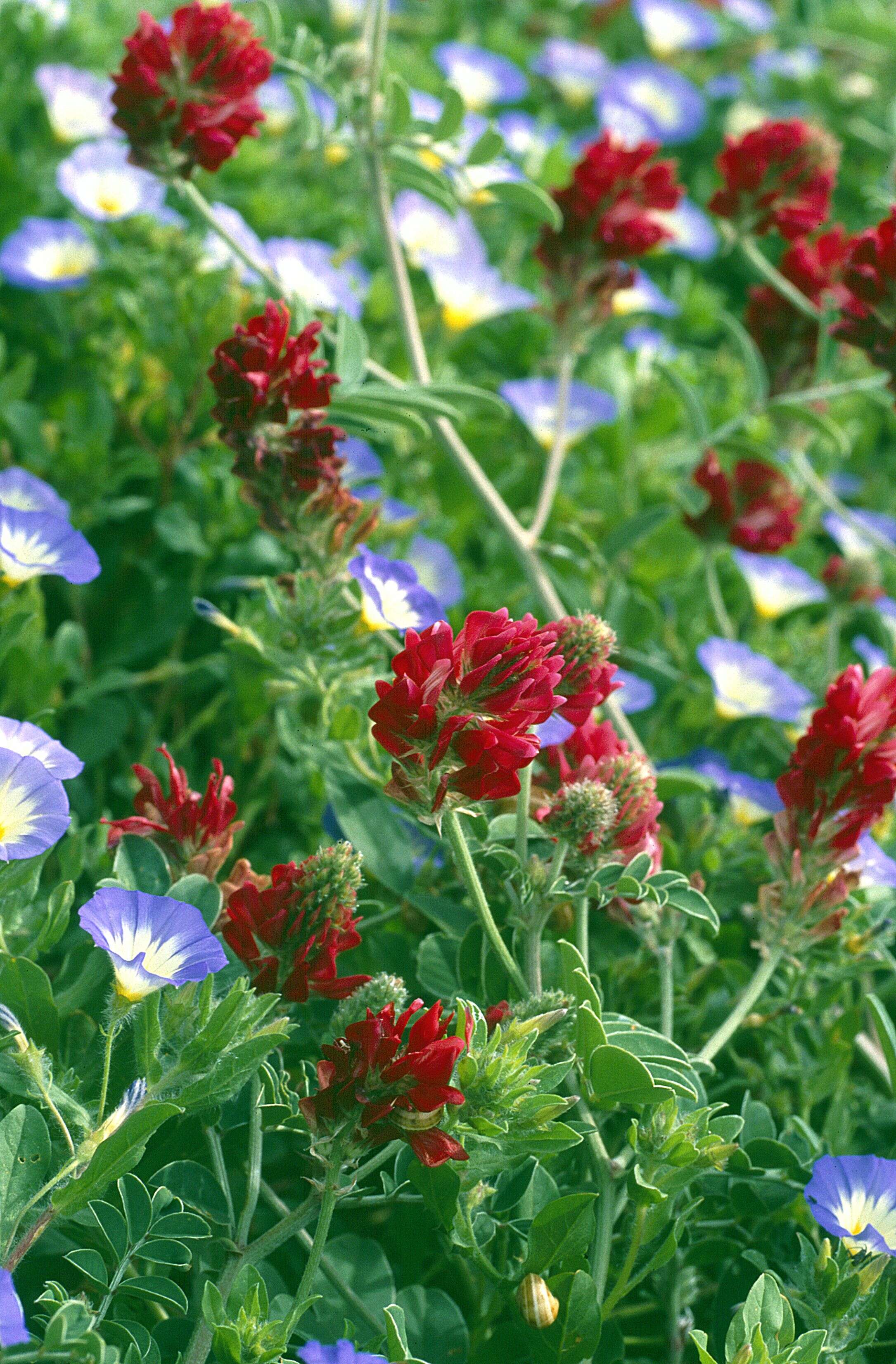 Image of Dwarf Morning Glory