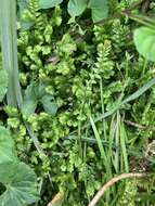 Image of Selaginella remotifolia Spring