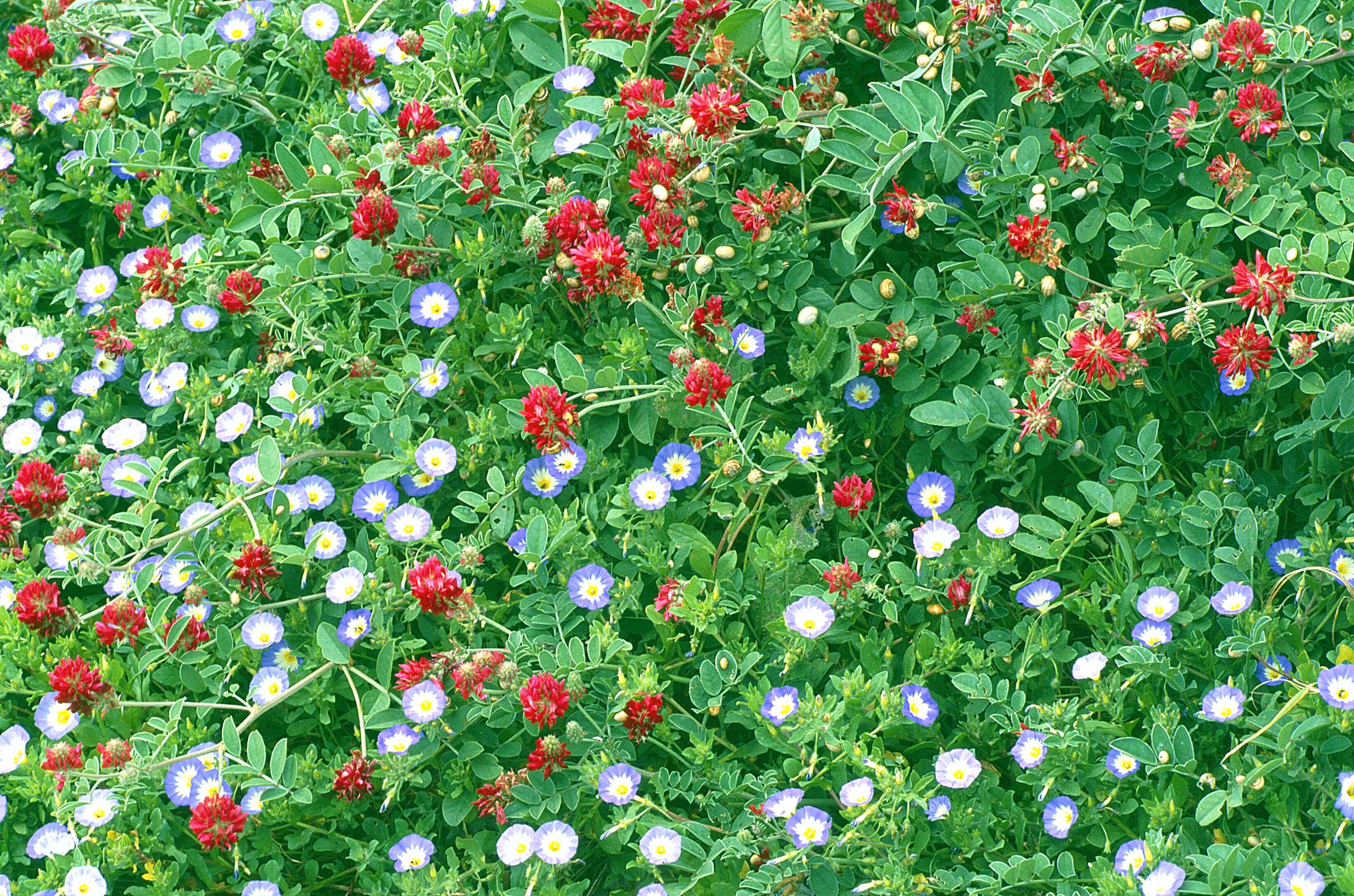 Image of Dwarf Morning Glory