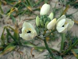 Imagem de Ornithogalum arabicum L.