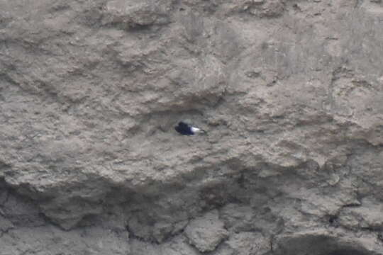 Image of Black Wheatear