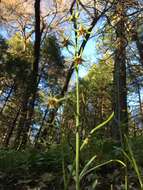 Fritillaria brandegeei Eastw. resmi