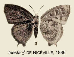 Image of Arhopala bazalus (Hewitson 1862)