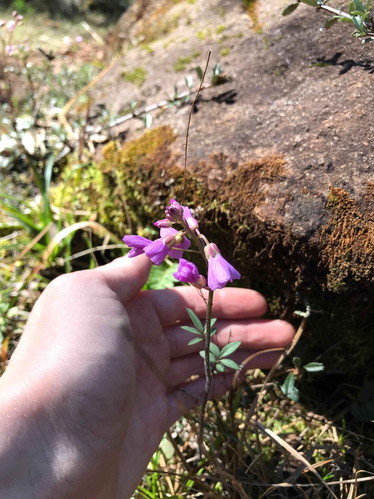 Слика од Cardamine nuttallii Greene