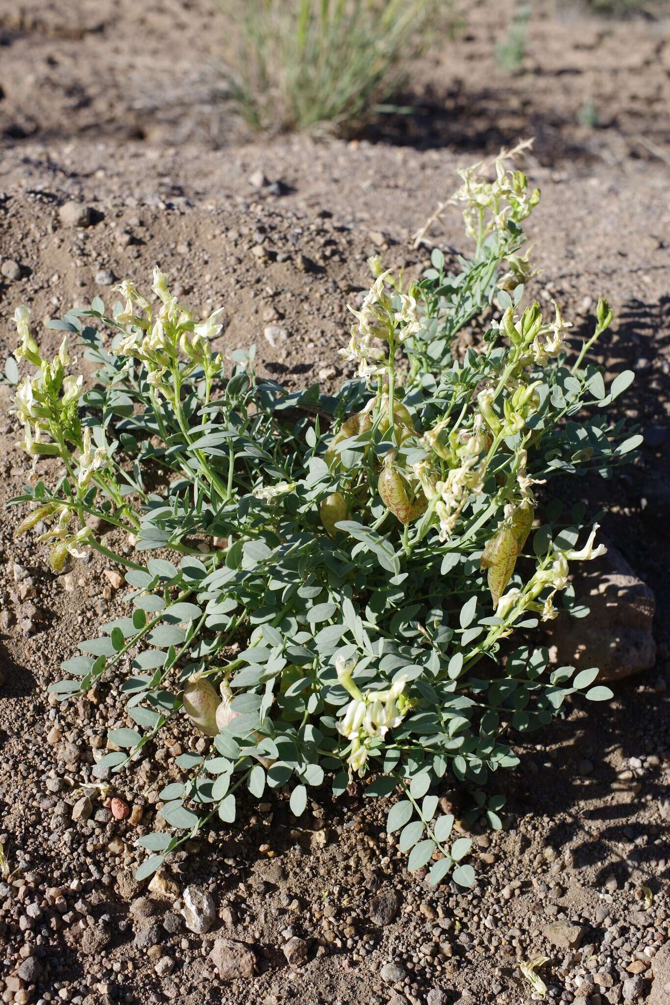 Image of Lavin's milkvetch