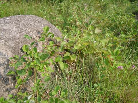 Image of Japanese raspberry