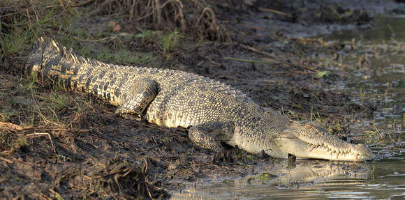 Image of Estuarine Crocodile