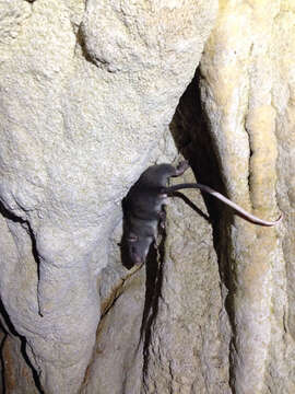 Image of climbing rat